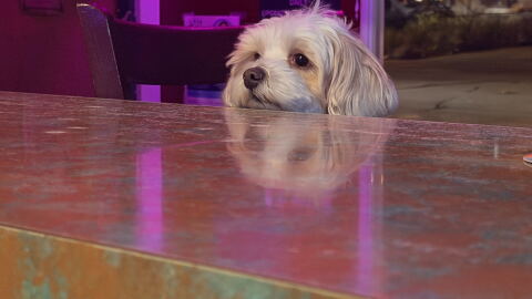 A dog sits at the bar at Cheers Bar in University Heights. According to Voice of San Diego reporter and dive bar enthusiast Jakob McWhinney, a dive bar is a place "where you can be known" and where people build community.
