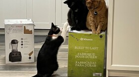 Jessica Gerson-Neeves and her wife have been mired in a standoff for weeks with their three cats over a Vitamix blender.