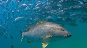 Hidden Baja Undersea Park is the "world's most robust marine reserve," according to scientists.