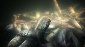 Dead fish float and settle to the bottom of King Harbor as workers and volunteers continue to clean up millions of dead sardines for a second day on March 9, 2011 in Redondo Beach, California.