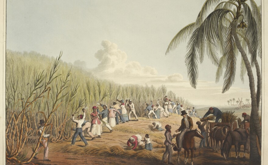 An illustrations shows slaves cutting sugar cane on the island of Antigua.