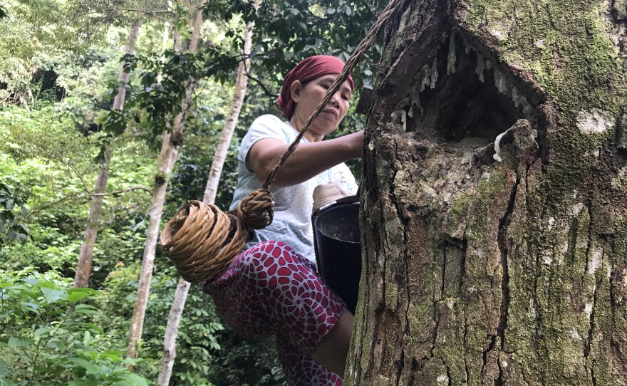 In the forests near the southern Sumatran village of Krui, 48-year-old Marhana climbs up the trees to harvest damar, a resin used in paints and varnishes. These damar trees are part of something called an "agroforest," which experts see as a way to prevent deforestation and conversion of forests into palm oil plantations.
