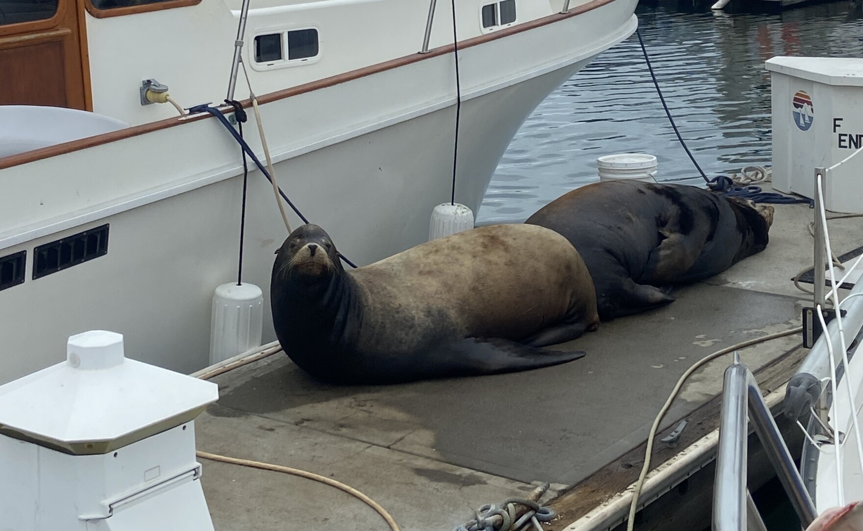 Sea lions getting comfortable in the Oceanside Harbor KPBS Public Media