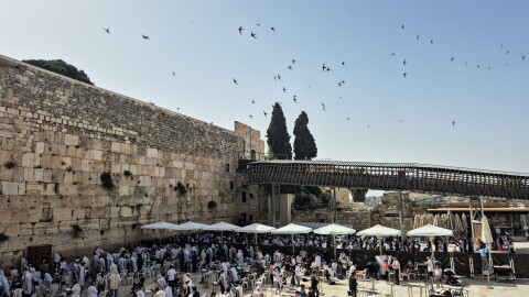 Swifts have been nesting in the Western Wall for centuries. Experts count at least 88 nests in the nooks and crannies of this holy site. The birds swoop and dive above the worshipers, catching insects to feed their young or encouraging their nestlings to take flight.