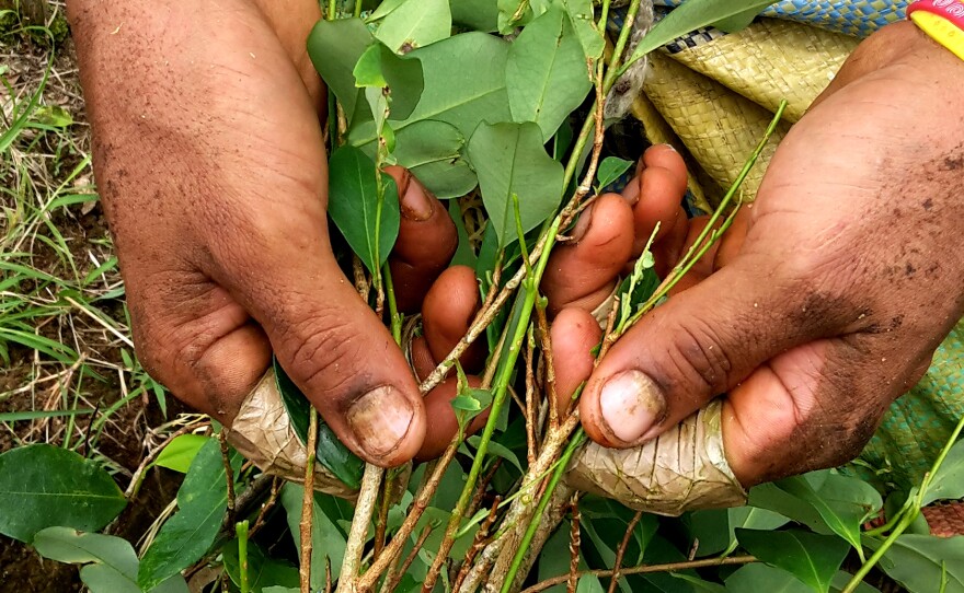 Franklin Canacuan strips the leaves from his coca bushes in southern Colombia. He says his daughter became ill after she was doused with weed killer while playing outside.