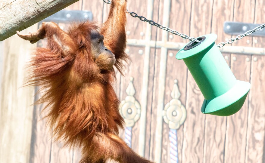 Menari, one of Audubon Zoo's Sumatran orangutans, is due to have her first offspring in December or January.