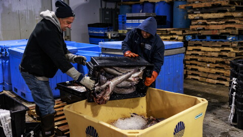 Workers at the Portland Fish Exchange in Portland, Maine, move fish in a tote before it's transported. The exchange and the Maine Coast Fishermen's Association have partnered for the Fishermen Feeding Mainers program, an initiative that provides fresh, locally caught seafood to community members, including public schools.