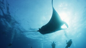A giant manta ray is seen underwater in this still from the documentary, "The Last Dive" directed by Cody Sheehy.