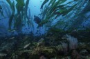 A diver in a kelp forest in California's Channel Island National Park, where several of the state's marine protectedareas are located.
