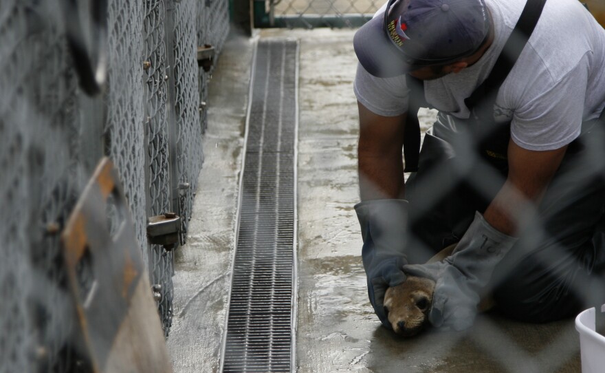 When pups can't eat on their own, volunteers hold the sea lions down and tube feed them a puree of raw fish, electrolytes, vitamins and protein.