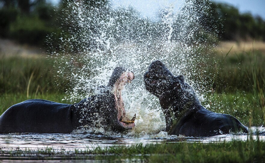 Two Hippos fighting in a spillway, most likely over territory. Okavango Delta, Botswana.