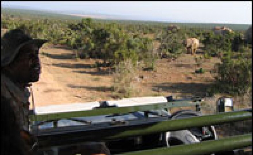 Game guard Ncediso Headman Nogaya negotiates an Addo herd. Nogaya was trained in a project that works with local communities near the park.