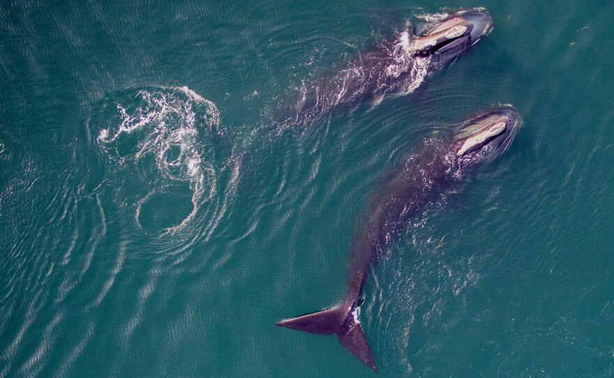 Two North Atlantic right whales