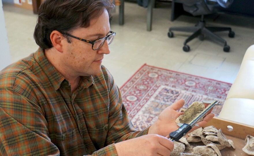 Torben Rick, an anthropologist at the Smithsonian's National Museum of Natural History and lead author of the research, examines a 1,500-year-old oyster shell in the museum's collection.