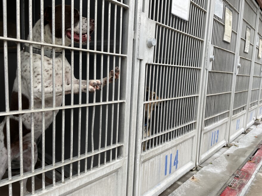 Dogs in kennels at the Bonita shelter are shown in this photo from June 3, 2025. Former shelter employees and volunteers say the dogs spend most of their time in the kennels, waiting to go for a walk or get some playtime. 