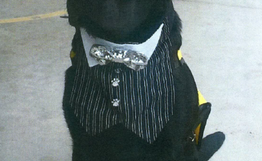 Pictured in this undated photo is Lonnie Raimond's puppy Eisen who is being trained in obedience before being sent to guide dog training.