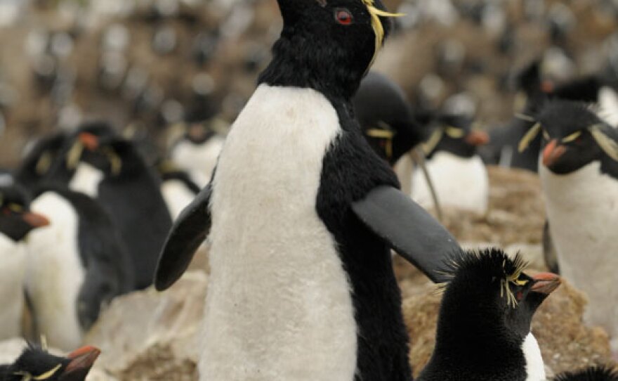 Rockhoppercam displaying in rockhopper colony, Falkland Islands.