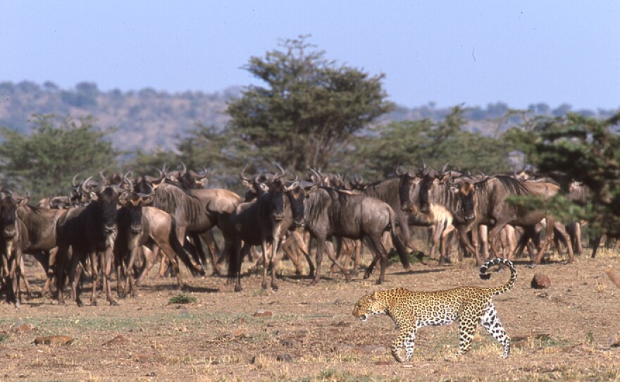 African leopard stalking a herd of agitated wildebeest.