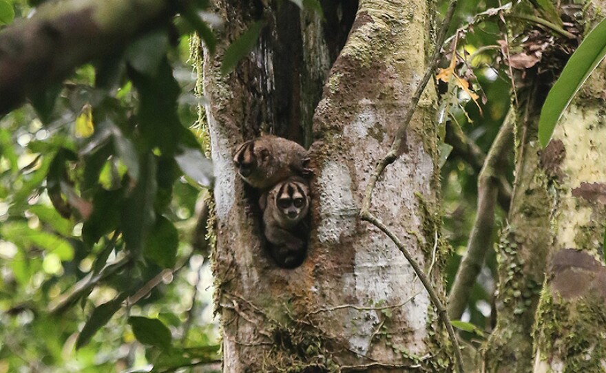 A pair of curious night monkeys (Aotus vociferans) peering from a tree hollow. Yasuni Biosphere Reserve, Ecuador.