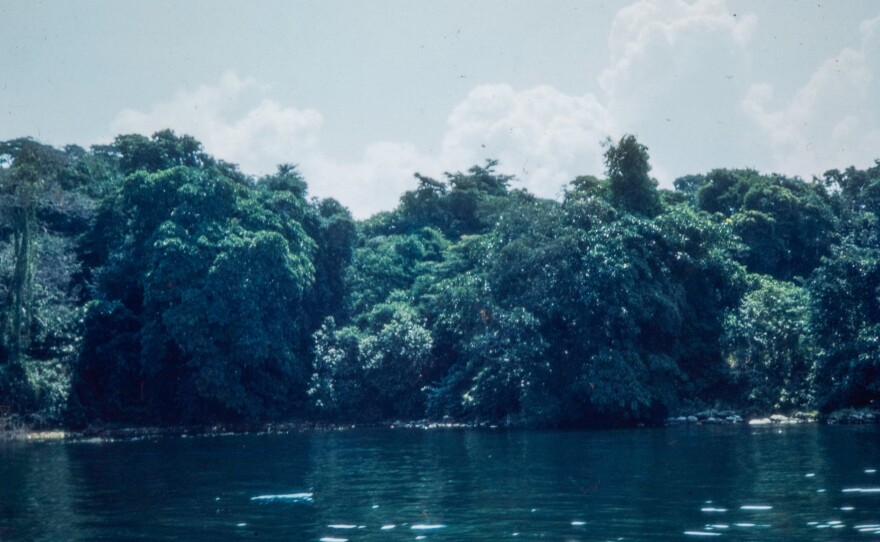 The forest in Uganda where Maddow discovered the Zika virus in 1947.