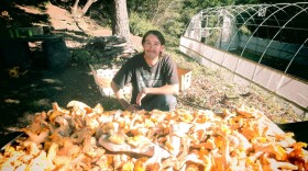 Dan Gebhart surveys some of the haul of chanterelle mushrooms.