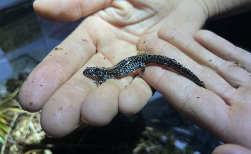 Frosted flatwoods salamanders, or "frosties" as they're lovingly called, are one of the most imperiled amphibians in the U.S.