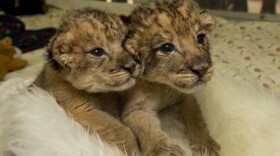 Ken and Dixie, the first African lion cubs born at San Diego Safari Park since 2007, are seen 10 days after birth on Dec. 16, 2013.
