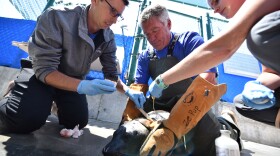 Seaworld rescue team members help a female seal that was rescued from the La Jolla Children's Pool in this undated photo. 