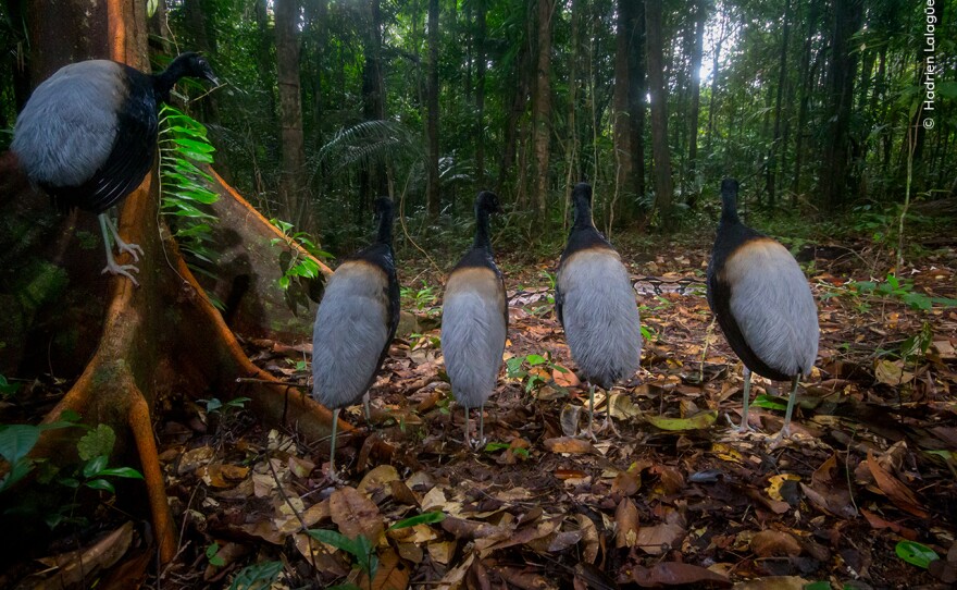 <strong>Birds Behavior Winner: </strong><em>Silence for the snake show. </em>Guiana Space Center, between Kourou and Sinnamary, French Guiana. Trumpeters – named for their loud calls – spend most of their time foraging on the forest floor, eating ripe fruits, insects and the occasional small snake. The boa constrictor could have made a meal out of them.