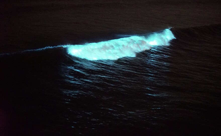 Small plankton, disturbed by the ocean waves, light up along the San Diego on Apr. 24, 2020.