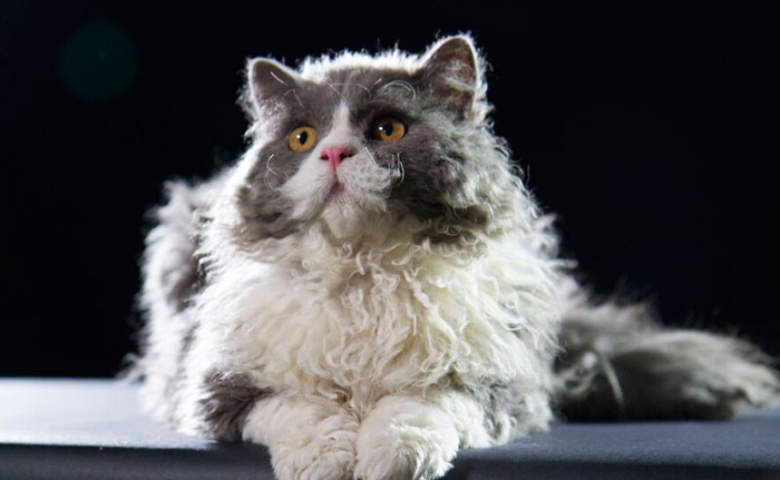 Selkirk Rex, UK cat show.