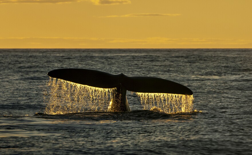 North Atlantic Right Whale in the Bay of Fundy, Canada. SEA CHANGE: THE GULF OF MAINE, A NOVA SPECIAL PRESENTATION premieres Wednesdays, July 24 - Aug. 7, 2024 on PBS.