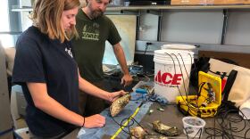 San Diego State University Master's student Gabriella Kalbach and San Diego State University biologist Luke Miller attach sensors to oysters they are putting in local estuaries, on Nov. 15, 2019.