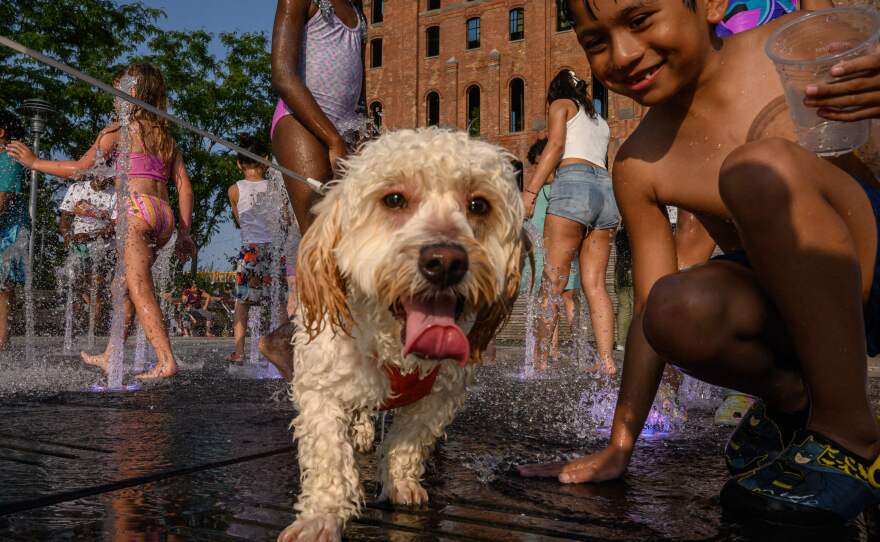 Children play with a dog in a water fountain in New York City on Wednesday, during a heat wave.