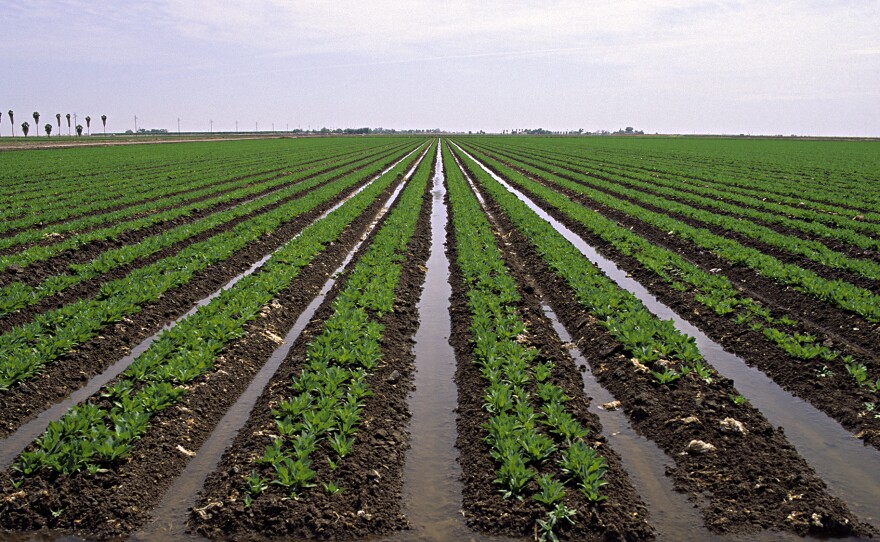 Lettuce crops are irrigated in Yuma, Ariz. In winter, Yuma typically supplies many of those bags of baby spinach and mixed greens Americans consume. It's But unusually damp conditions have forced growers to end the season earlier than usual this year.
