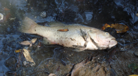 A dead fish found at the Los Penasquitos Lagoon is a casualty of the sewage spill that occurred following the San Diego County-wide blackout.