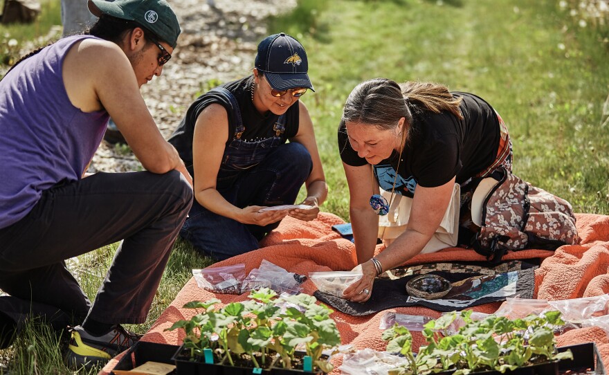 From left to right, James Vallie (Apsáalooke/Anishinaabe), Angela Bear Claw (Apsáalooke), and Jill Falcon Ramaker (Anishinaabe) plant Native seeds in the Indigenous gardens at Montana State University on June 4, 2021.