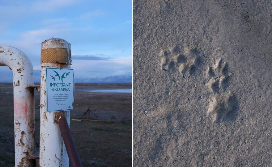 Left: the Great Salt Lake is an important stopover for scores of migratory shorebirds. Right: as the lake dries, predators like coyotes are appearing in areas that used to be underwater.