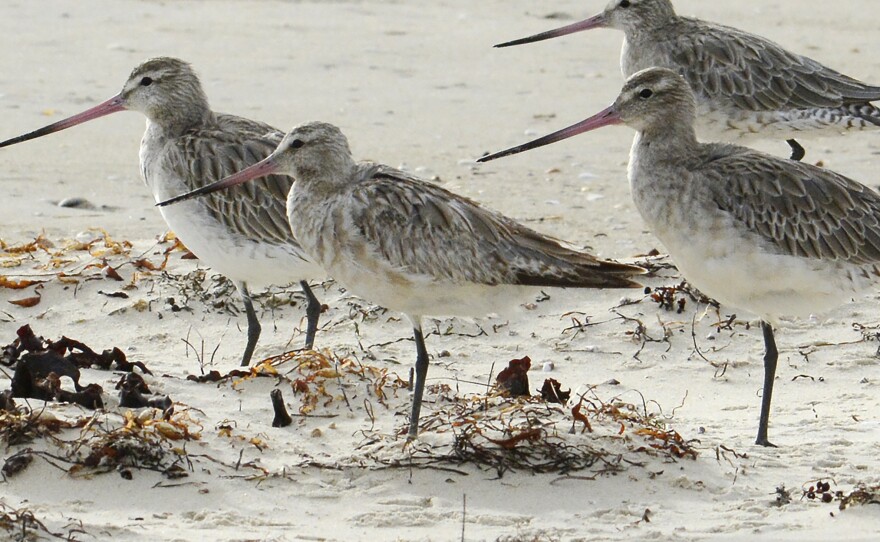 Bar-tailed godwits stand on the beach at Marion Bay in Australia's Tasmania state on Feb. 17, 2018.