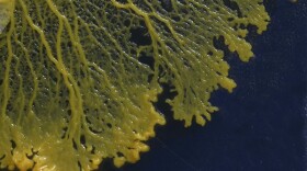 Slime mold. Who says you need brains to be smart? Extremely primitive life-forms called slime molds can navigate mazes, choose between foods, and create efficient networks—no brain required. New research on these organisms, which are neither plant nor animal, could help reveal the fundamental rules underlying all decision making.

