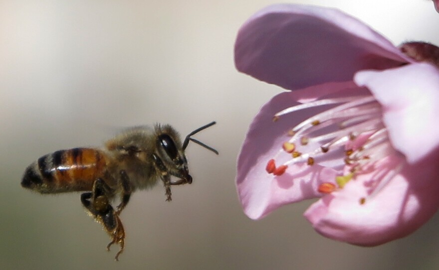 "Bee health remains of paramount importance for me," said the EU's Commissioner for Health and Food Safety, after the EU moved to ban neonicotinoid insecticides everywhere except greenhouses. Here, a bee hovers near a peach flower.