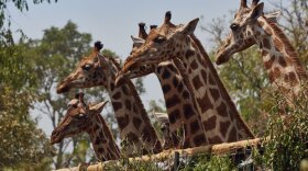 Six wild endangered Rothschild’s giraffes, one carrying a satellite transmitter, look out of the vehicle that has taken them to a new release site.