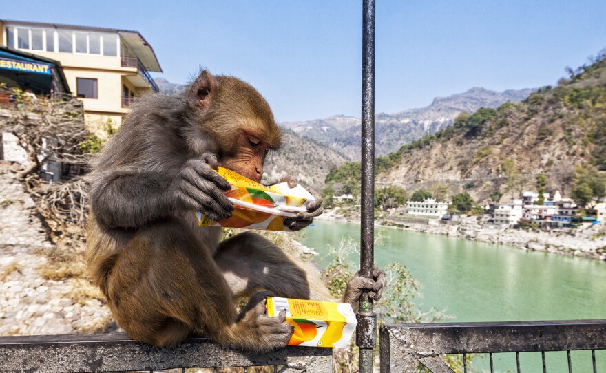 The fix was in for this rhesus macaque drinking juice on the Ganges River in Rishikesh, Uttarakhand, India. No gambling was required to get the reward.