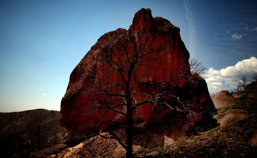 The remains of a tree are seen in front of a boulder in the Dome Wilderness area of New Mexico in August 2012. The Las Conchas Fire torched the land in 2011, burning through more than 150,000 acres of forest.