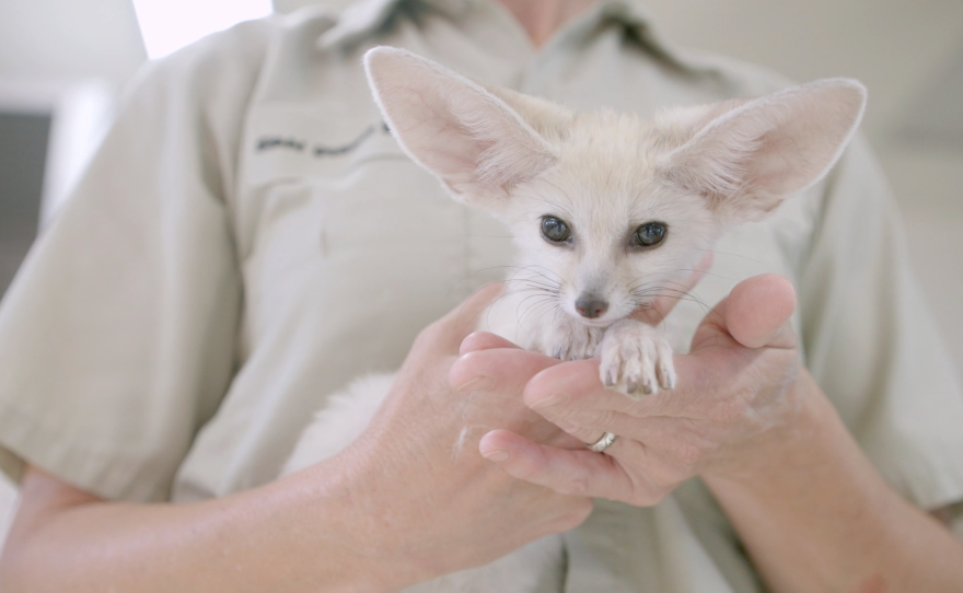 Becky Kier, senior Neonatal Assisted Care Unit keeper at the San Diego Zoo, holds a fennec fox pup, Sept. 5, 2014.