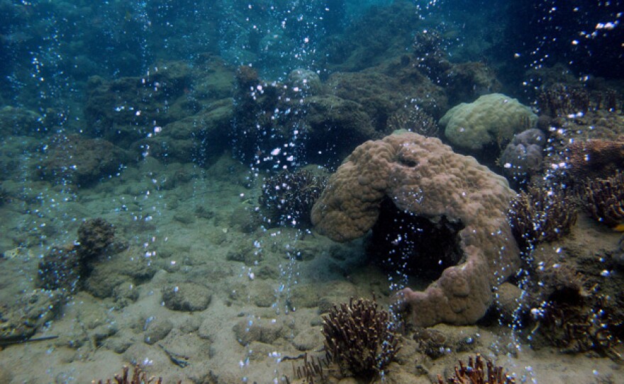 Carbon bubbles underwater at CO2 reef, Alotau, Milne Bay, Papua New Guinea.