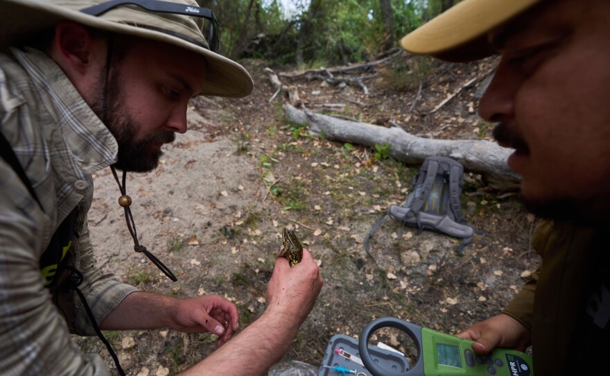 Herpetologist Bennet Hardy, left, holds a red-legged froglet as biologist Jorge Valdez holds a device to read a microchip in the froglet as part of a cross-border effort to bring back the native species in both Baja California, Mexico, and Southern California, Monday, Aug. 11, 2025, on a ranch outside of El Coyote, Mexico.