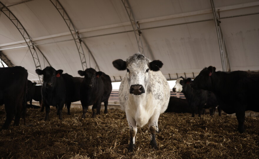 While herds are smaller, finished cattle weigh more now than they did decades ago.