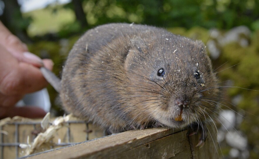 About 100 water voles are being reintroduced at Malham Tarn, a lake in North Yorkshire in England. This is the first time the endangered mammals have been seen in the area in 50 years.