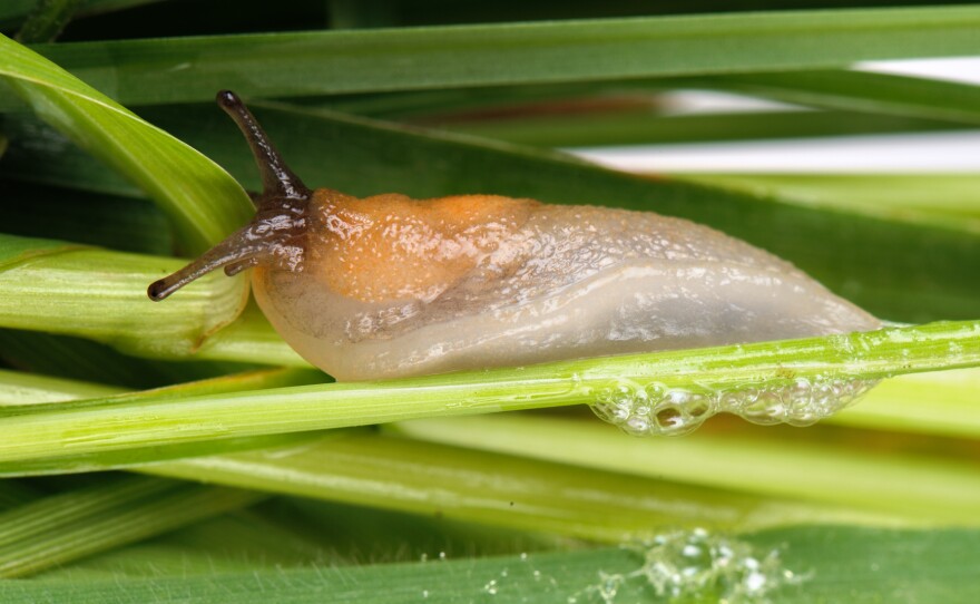 The defensive mucus of the Arion subfuscus slug has inspired materials scientists trying to invent better medical adhesives.